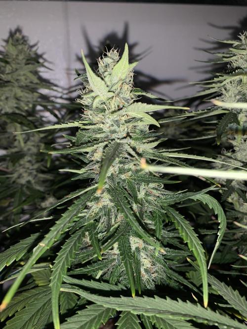 GMO Auto - Barney’s Farm. Week 11