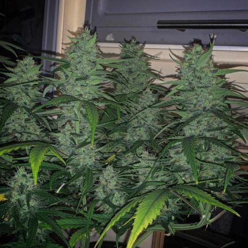 GMO Auto - Barney’s Farm. Week 12