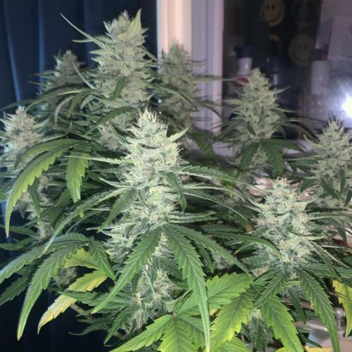 GMO Auto - Barney’s Farm. Week 12