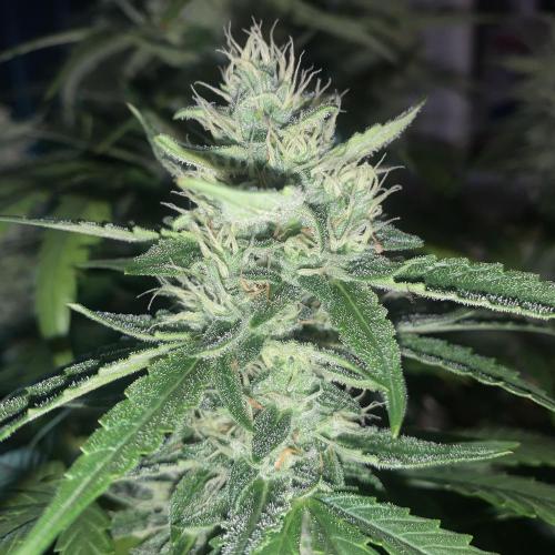 GMO Auto - Barney’s Farm. Week 12