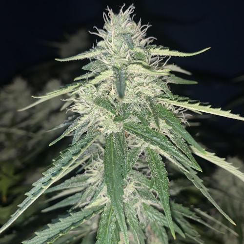 GMO Auto - Barney’s Farm. Week 12