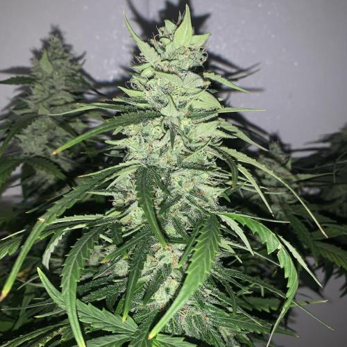 GMO Auto - Barney’s Farm. Week 12