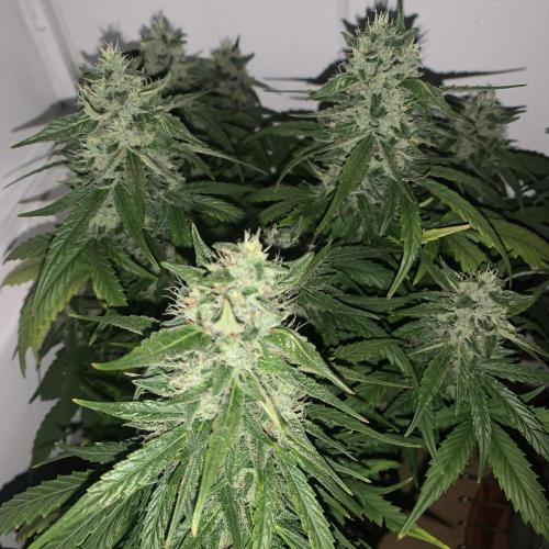 GMO Auto - Barney’s Farm. Week 13