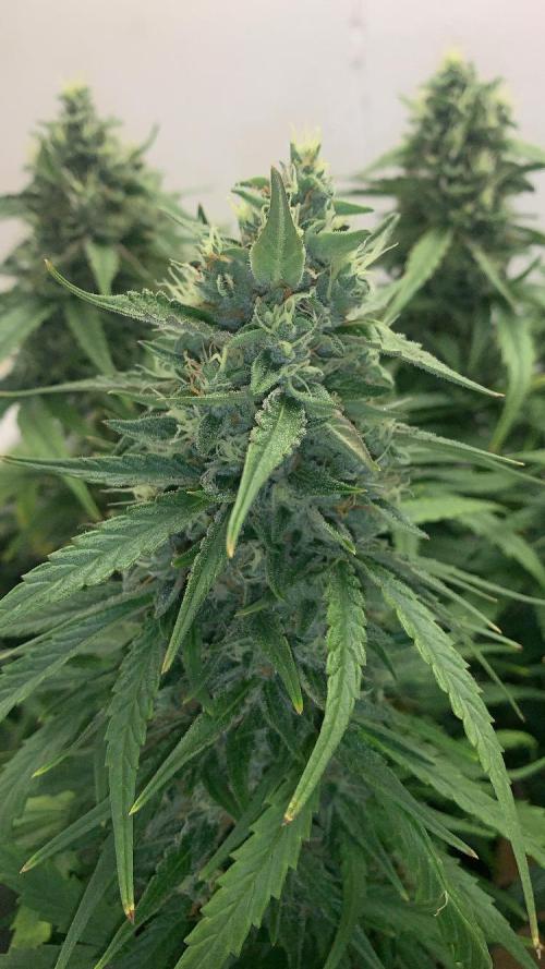 GMO Auto - Barney’s Farm. Week 13