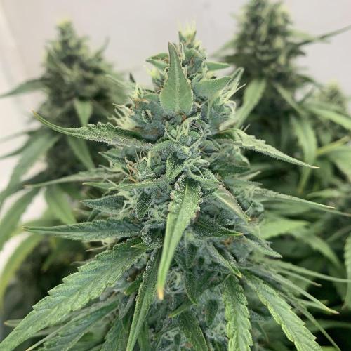 GMO Auto - Barney’s Farm. Week 13