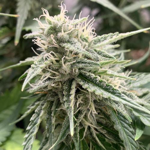 GMO Auto - Barney’s Farm. Week 13