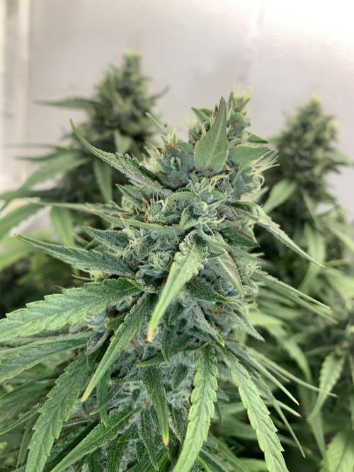 GMO Auto - Barney’s Farm. Week 13