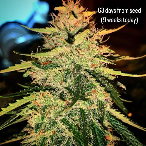 GMO Auto - Barney’s Farm. Week 14