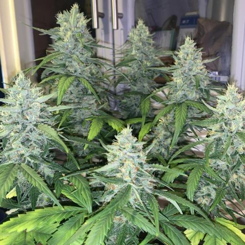 GMO Auto - Barney’s Farm. Week 14