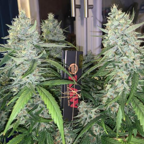 GMO Auto - Barney’s Farm. Week 14