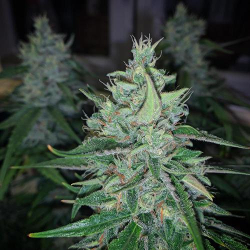 GMO Auto - Barney’s Farm. Week 14