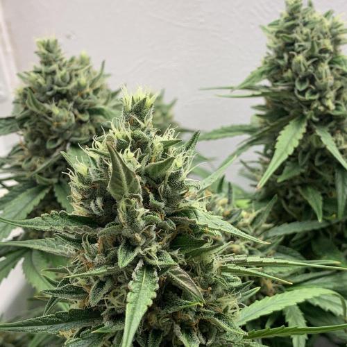 GMO Auto - Barney’s Farm. Week 15