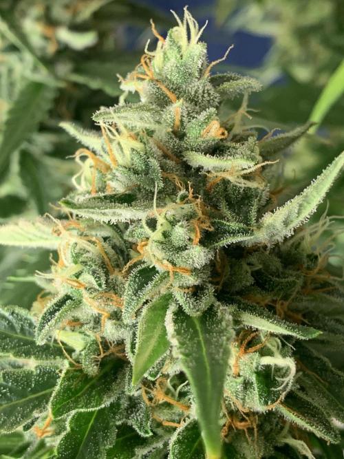 GMO Auto - Barney’s Farm. Week 15