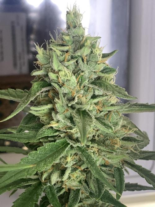 GMO Auto - Barney’s Farm. Week 15