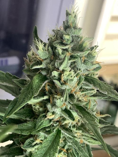 GMO Auto - Barney’s Farm. Week 15