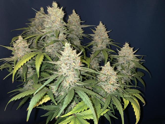 GMO Auto - Barney’s Farm. Week 15