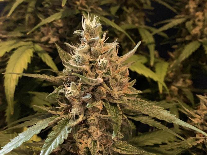 GMO Auto - Barney’s Farm. Week 15