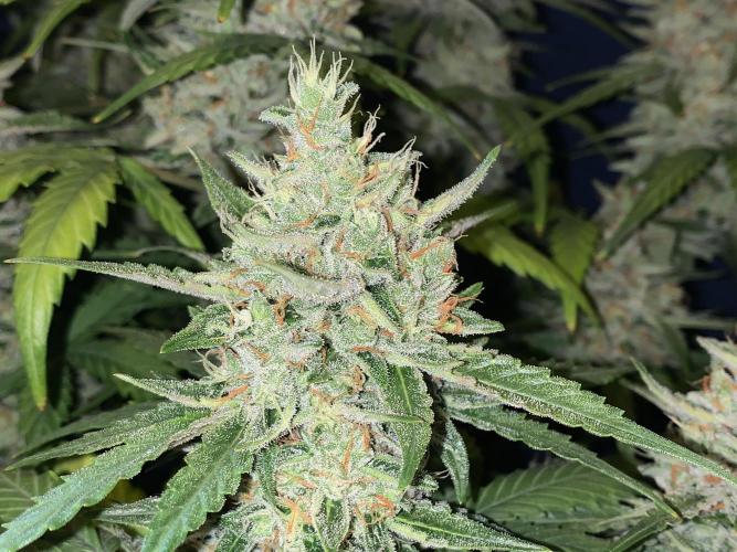 GMO Auto - Barney’s Farm. Week 15