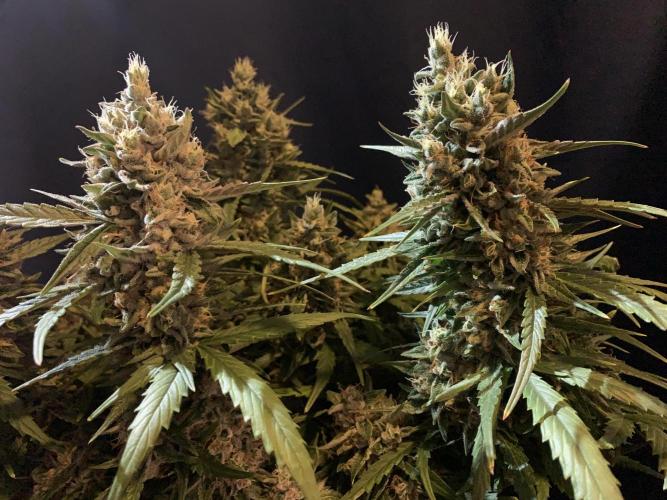 GMO Auto - Barney’s Farm. Week 15