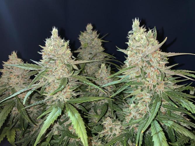 GMO Auto - Barney’s Farm. Week 15