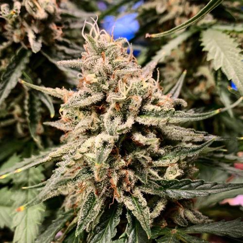 GMO Auto - Barney’s Farm. Week 16