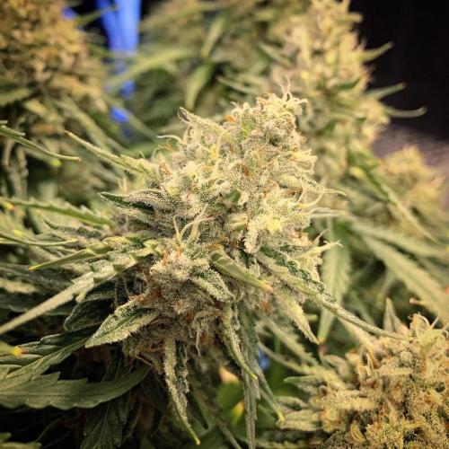 GMO Auto - Barney’s Farm. Week 16