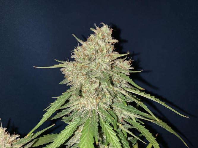 GMO Auto - Barney’s Farm. Week 16