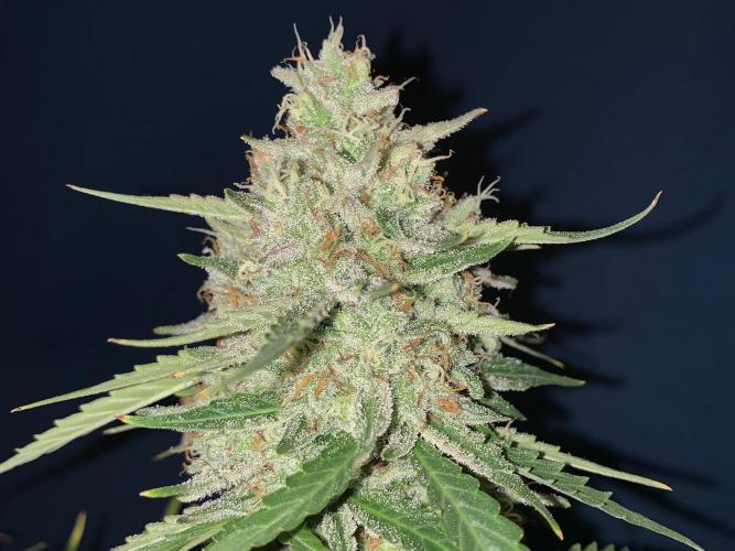 GMO Auto - Barney’s Farm. Week 16