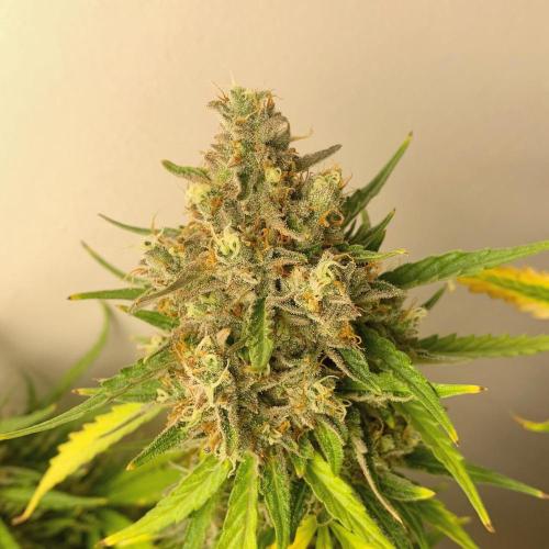 GMO Auto - Barney’s Farm. Week 16