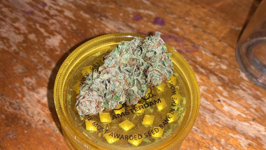 GMO Auto - Barney’s Farm. Week 16