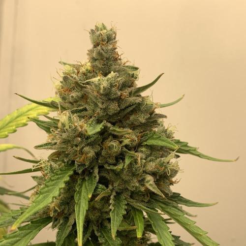 GMO Auto - Barney’s Farm. Week 16