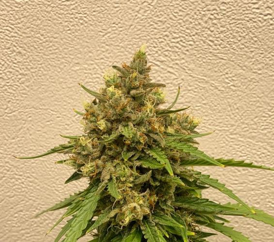 GMO Auto - Barney’s Farm. Week 16