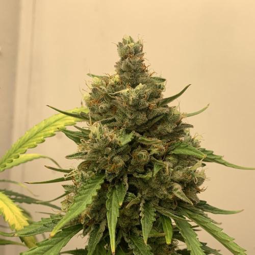 GMO Auto - Barney’s Farm. Week 16