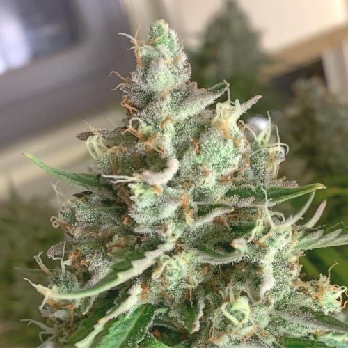 GMO Auto - Barney’s Farm. Week 16