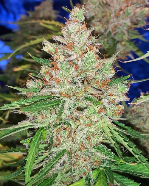 GMO Auto - Barney’s Farm. Week 16