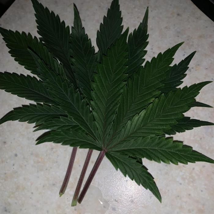Super Skunk (RoadKill pheno). Week 2