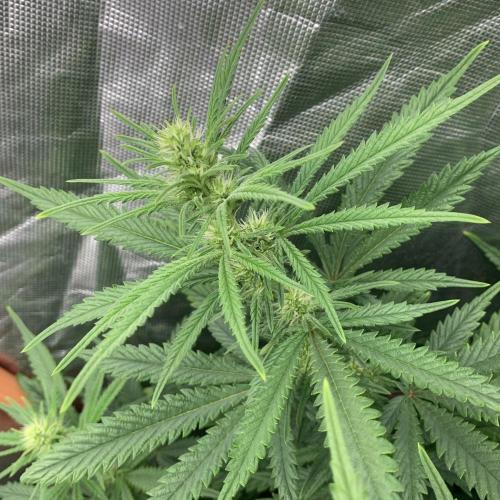Super Skunk (RoadKill pheno). Week 4 - Famous narrow Skunk leaves 