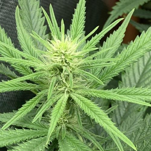 Super Skunk (RoadKill pheno). Week 4 - Trichomes appearing on larger fan leaves very early on 