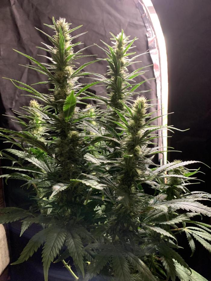 Super Skunk (RoadKill pheno). Week 5 - I don’t usually top plants but this lady was topped, stacking those colas! 
