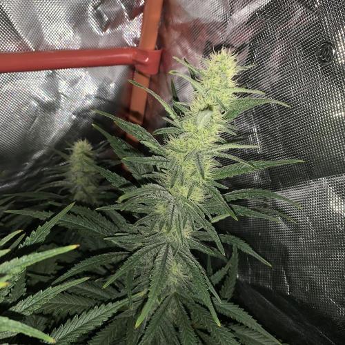 Super Skunk (RoadKill pheno). Week 6