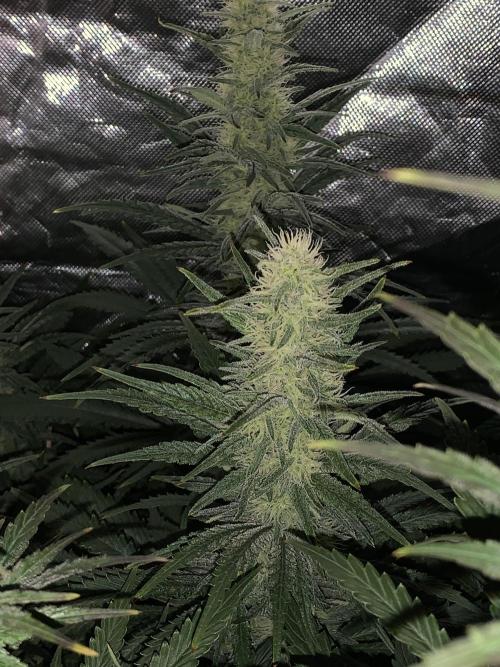 Super Skunk (RoadKill pheno). Week 6