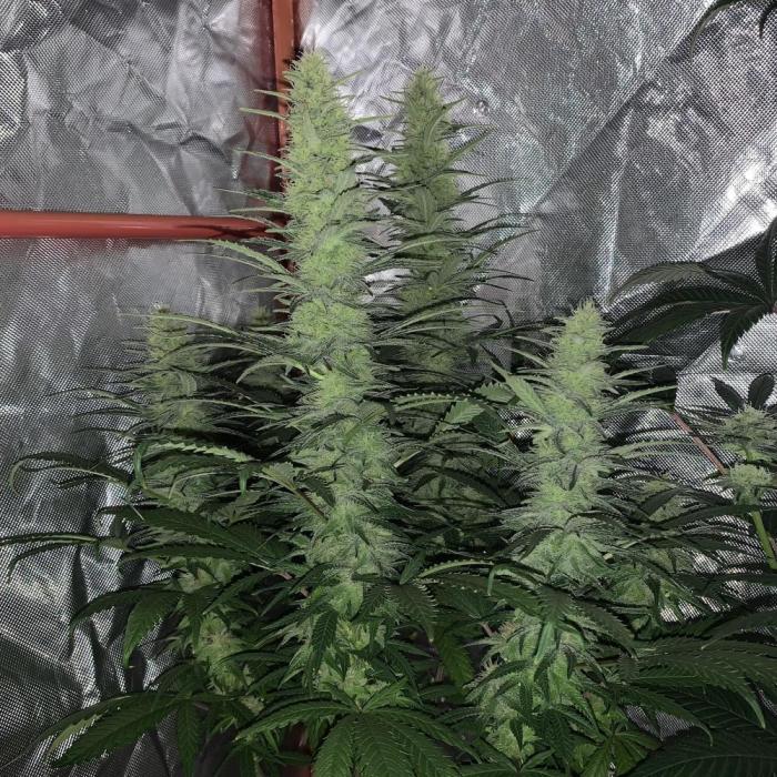 Super Skunk (RoadKill pheno). Week 7