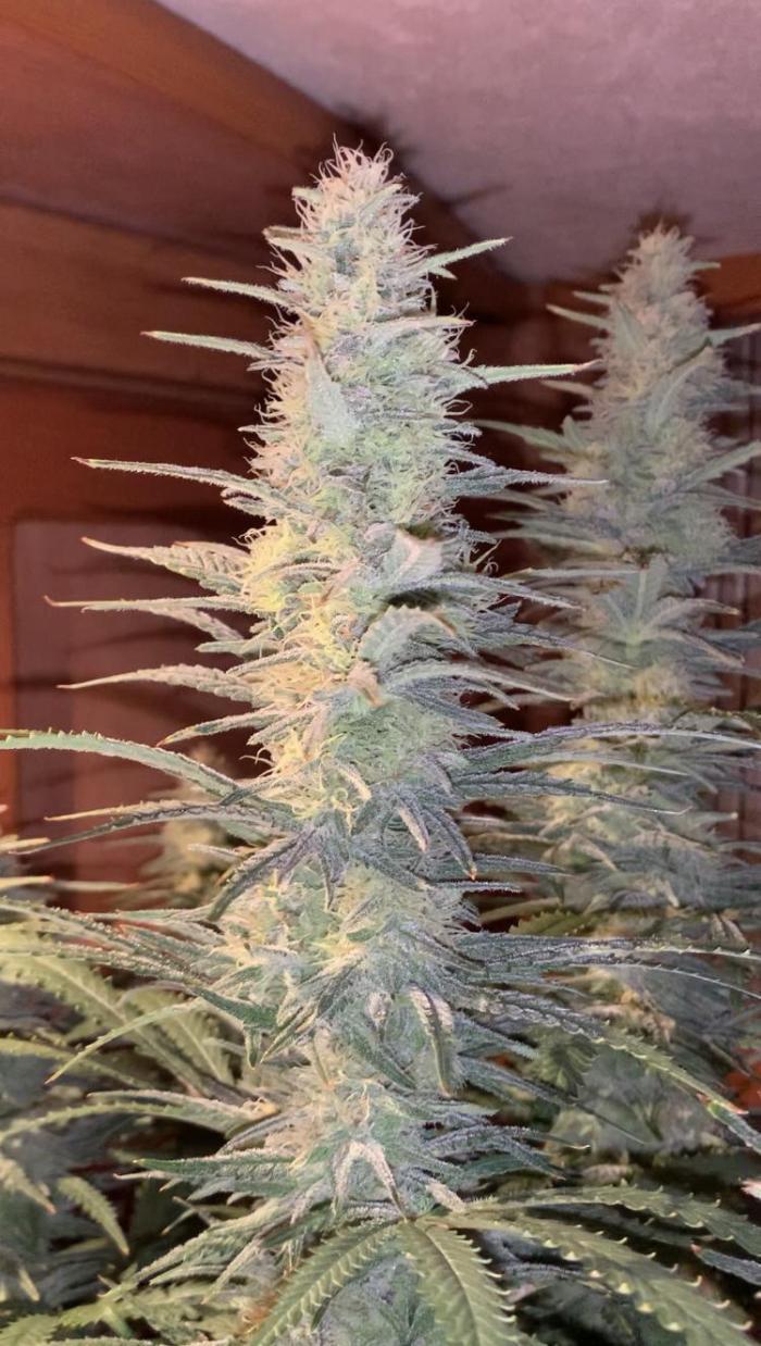 Super Skunk (RoadKill pheno). Week 8