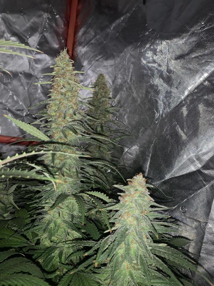 Super Skunk (RoadKill pheno). Week 9