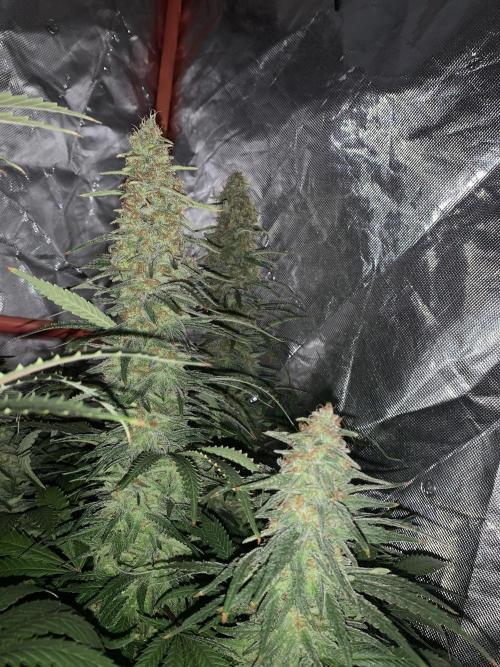 Super Skunk. Week 9