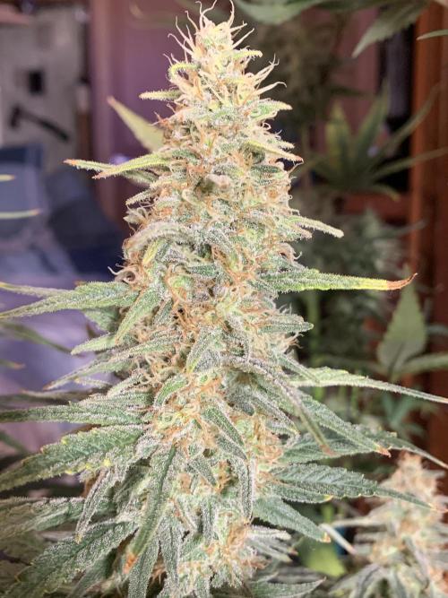 Super Skunk (RoadKill pheno). Week 10