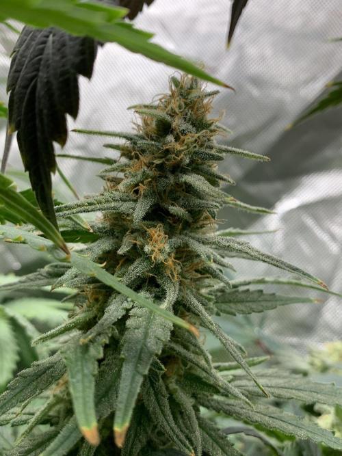 Super Skunk (RoadKill pheno). Week 10