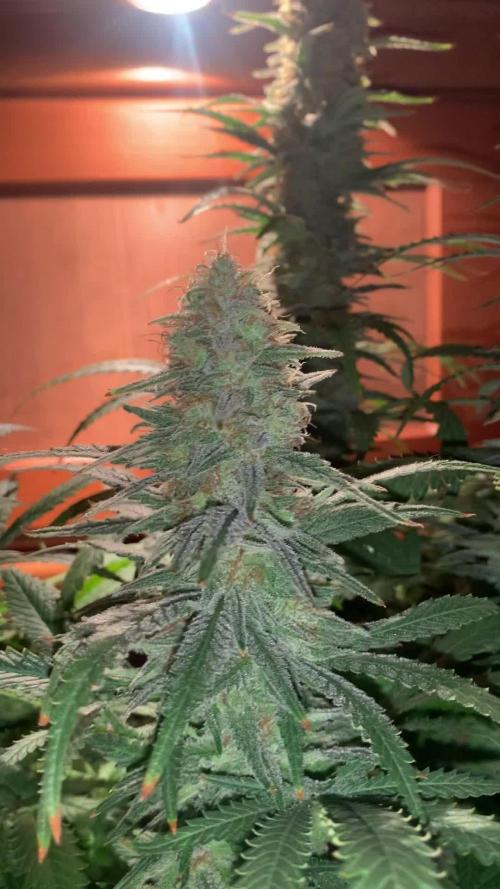 Super Skunk (RoadKill pheno)