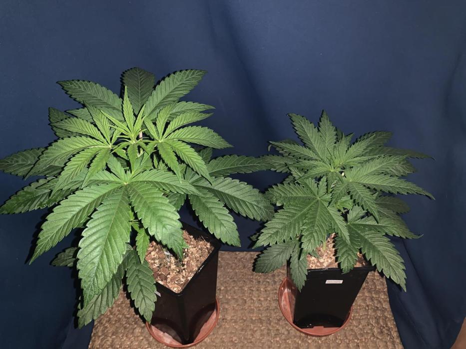Exodus Cheese (GHSC). Week 2
