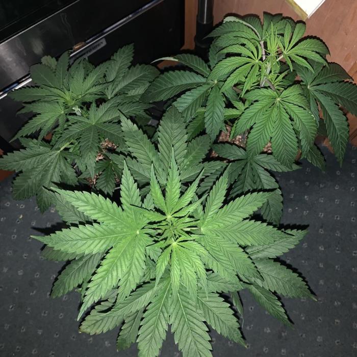 Exodus Cheese (GHSC). Week 3